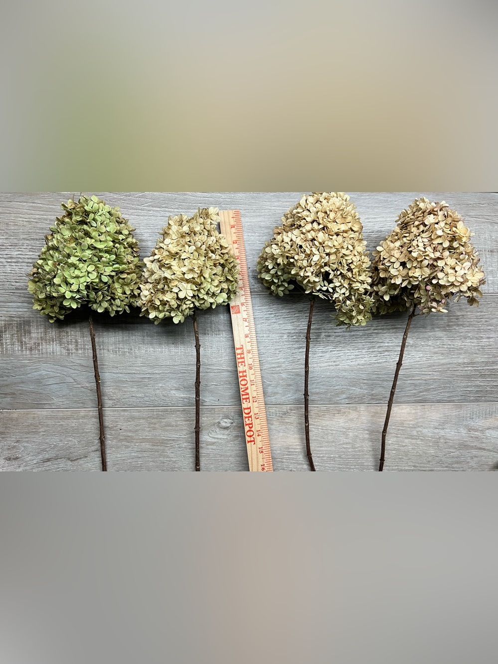 Dried Hydrangea Stems - Cream and Pale Green Decorative Floral Stems